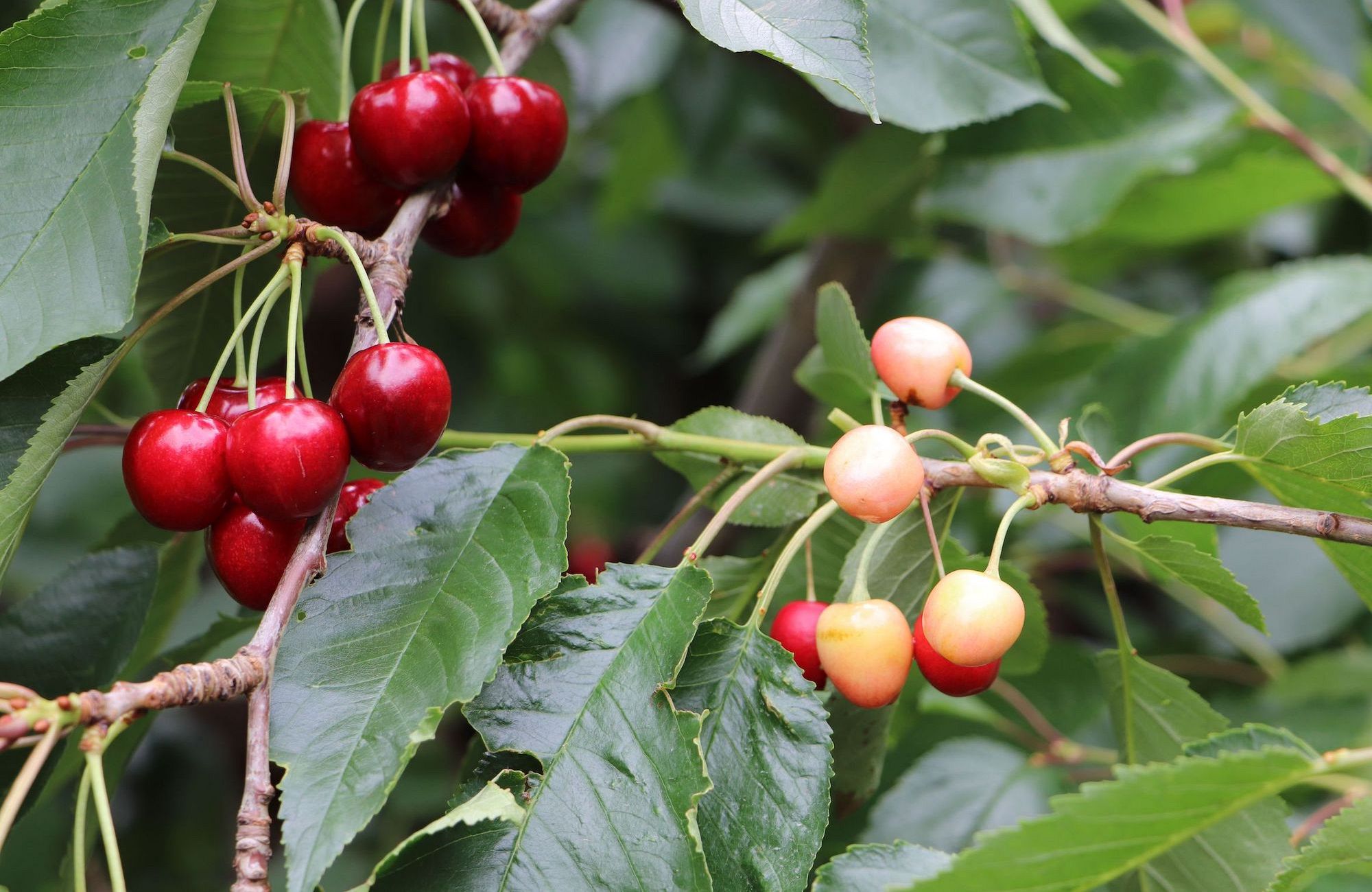 Cherry Symptoms